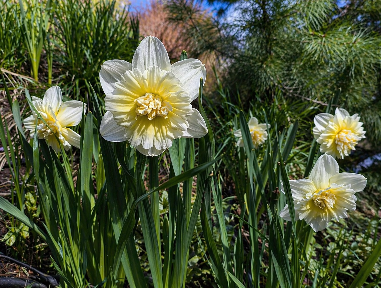 Цветы на склоне